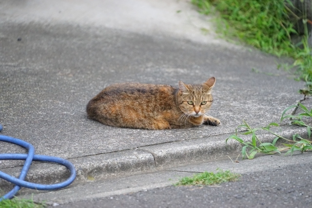 のらねこの避妊と去勢