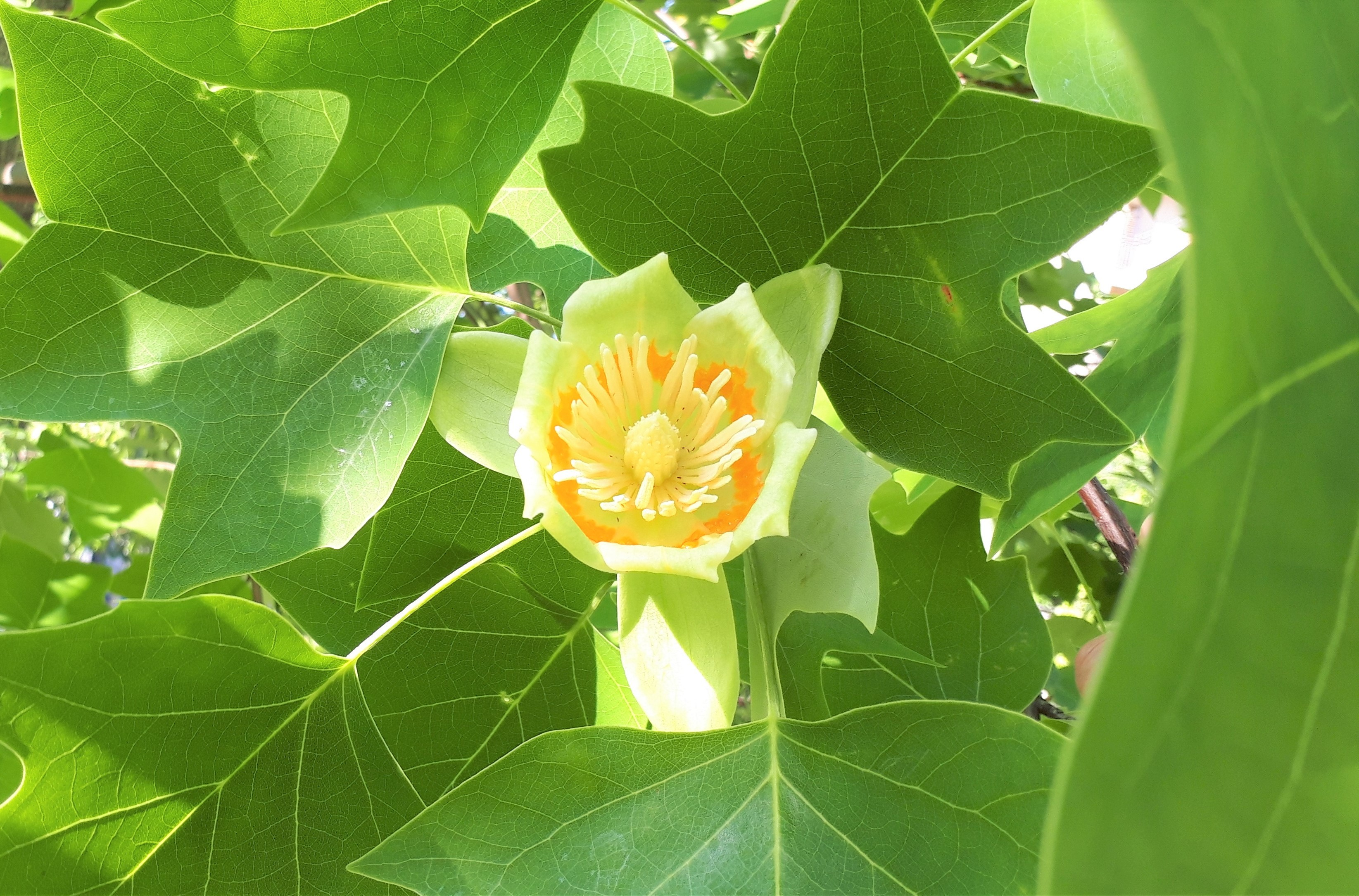 阪急庄内駅すぐ近くの ゆりの木動物病院 阪急庄内駅すぐ近くの ゆりの木動物病院